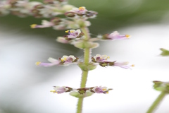 Ocimum sanctum